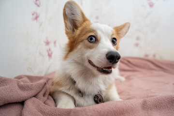 portrait of corgi dog on the bed. Happy dog