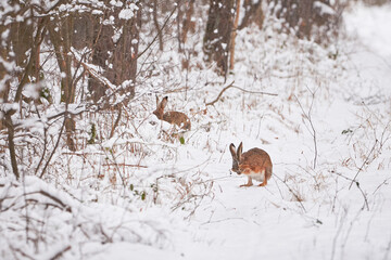 European Hare in the snowy forest (Lepus europaeus). © Adrian 