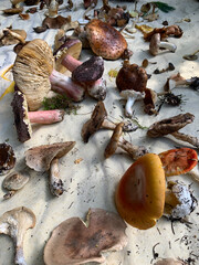 Various wild mushrooms on cloth