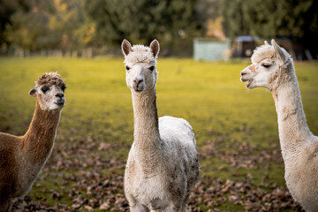 three alpacas in the zoo