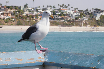 Seagull on the San Clemente Pier in Orange County, California, USA