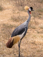 crowned crane in the wild