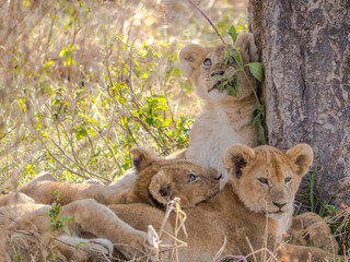 lion cubs playing in the wild
