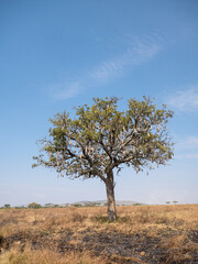 Fototapeta na wymiar African sausage tree. African Kigelia
