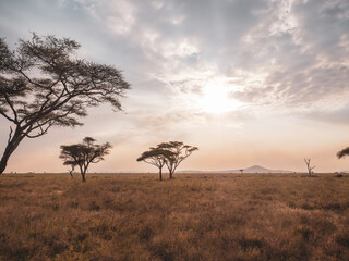 Fototapeta na wymiar giraffe in the savannah