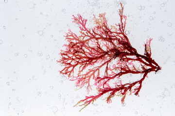 Red algae and air bubbles in the water