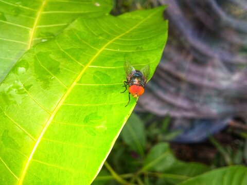 A fly perched on the leaves 