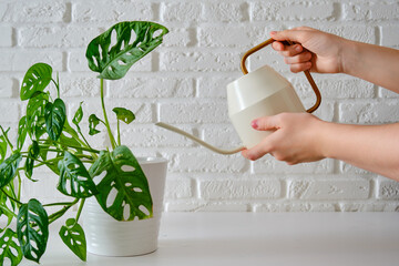 Female hands watering a houseplant Monstera adansonii from a watering can, close-up