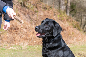 Portrait of a young black Labrador looking at a stick in a person's hand while sitting obediently