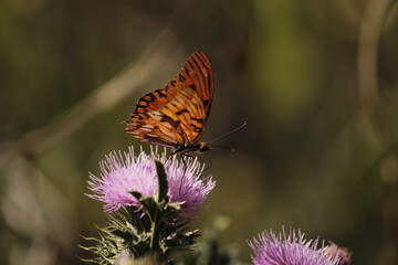 Mariposa en flor de cardo, polinizadores en acción