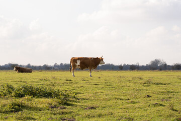 Photo of a cow in profile standing in a field