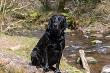 Portrait of a young black Labrador sitting on a log on the riverbank