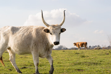 Photo of an ox with horns walking in a green field