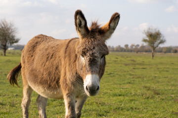 Photo of a brown donkey standing in a field looking into the camera