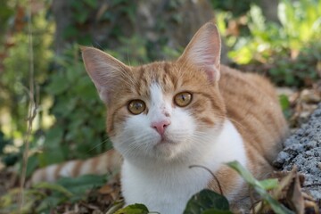 single cat in the garden