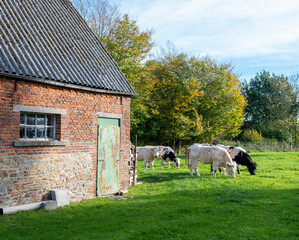 young cows outside old barn in countryside near mons or bergen in belgium on sunny autumn day - 545790298