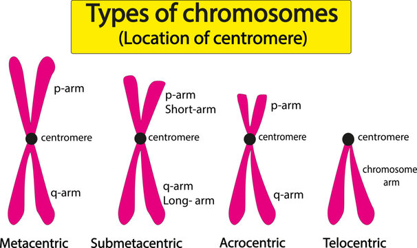Eukaryote Bilder Durchsuchen 9,750 Archivfotos, und