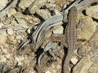 Rare Desert Spiny Lizard in in the Sonoran Desert, Scottsdale, Arizona