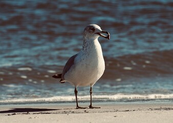 gull portrait FL