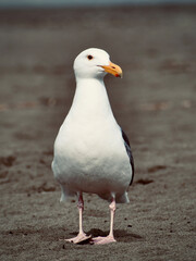 gull portrait