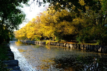 The evening sun illuminates the canal covered with autumn leaves