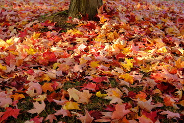 Yellow orange red leaves in the setting sun