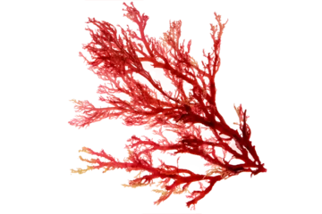 Foto op Canvas Red algae or seaweed branch isolated transparent png © photohampster