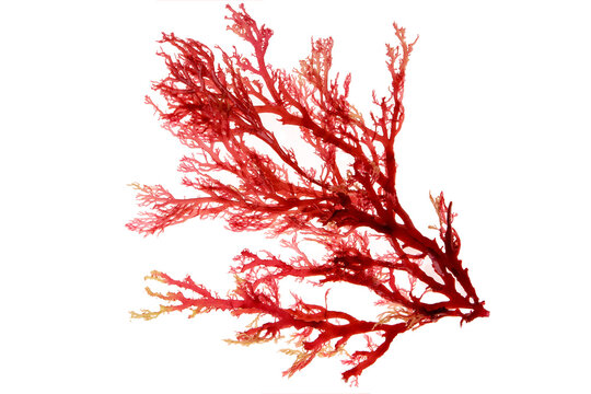 Red algae or seaweed branch isolated transparent png