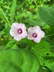 Convolvulus arvensis or bindweed flower