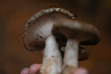 Mushrooms into the woods, Serra da Estrela