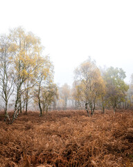An autumn day looking over the orange ferns towards the birch trees in the mist. 