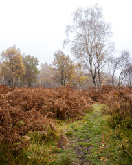 Winding path through ferns into a birch woodland on a misty autumn day.