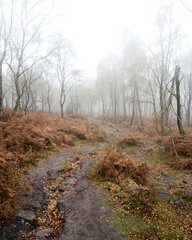 A winding path covered in autumn leaves lined by orange ferns through a misty birch woodland.