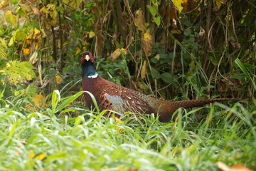 Common Pheasant, Pheasant (Phasianus colchicus)
