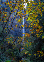Backlit Latorell Falls with maple tree fall color in the Columbia River Gorge National Scenic Area, Oregon