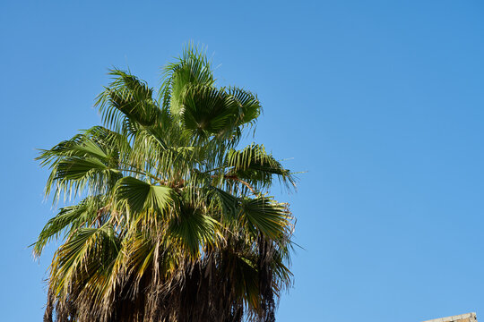 A tropical palm tree in the sun with a blue sky in the background.