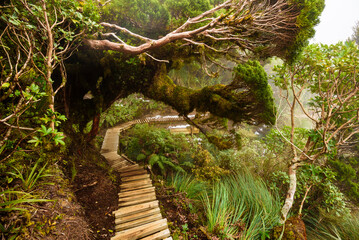 Pouakai track through native forest, Mt. Taranaki, New Zealand