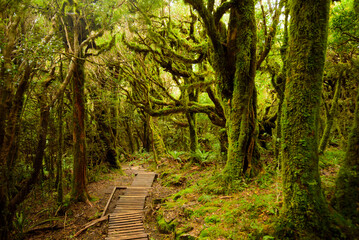 Fototapeta na wymiar Pouakai track through native forest, Mt. Taranaki, New Zealand