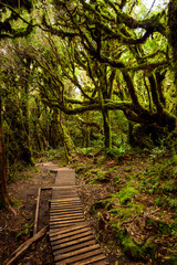 Pouakai track through native forest, Mt. Taranaki, New Zealand