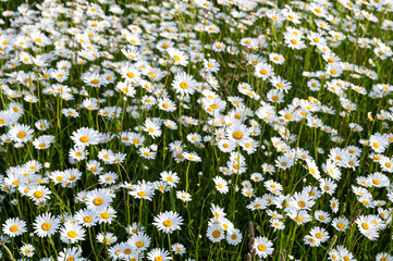 Beautiful daisy field