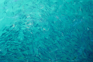 Blurry fish in tropical water as an abstract background.