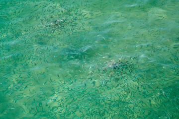 Fototapeta na wymiar Blurry fish in tropical water as an abstract background.