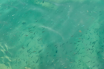 Blurry fish in tropical water as an abstract background.