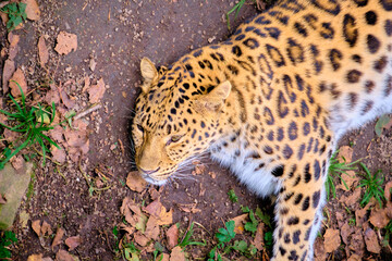 Leopard in the Seaside safari Park sleeps on the ground.
