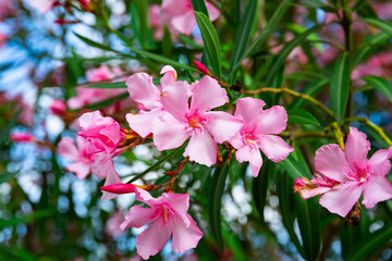 Close-up of blossoming of oleander in the fields in the spring