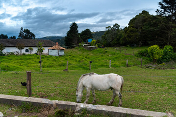 Fototapeta premium White horse grazing with a rural house in the background. boyaca . Colombia.