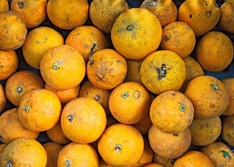 Ripe oranges harvested from plantation