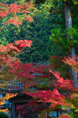 身延山久遠寺の紅葉