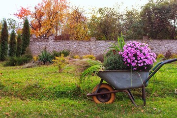 Fototapeta na wymiar wheelbarrow with flowers