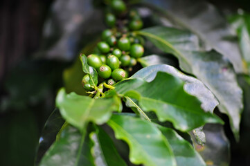 View of a coffee tree in a plantation, the coffee is still green.